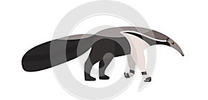 Anteater isolated on white background. Adorable unusual exotic insectivorous animal with elongated muzzle. Wild species