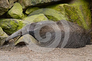 Anteater, Myrmecophaga tridactyla against background of stones