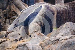 Anteater Myrmecophaga tridactyla, also known as the ant bear. photo