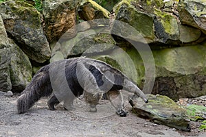 anteater, Myrmecophaga tridactyla background of stones