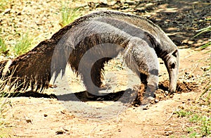 Anteater, Phoenix Zoo, Arizona Center for Nature Conservation, located in Phoenix, Arizona, United States