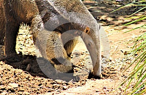 Anteater, Phoenix Zoo, Arizona Center for Nature Conservation, located in Phoenix, Arizona, United States