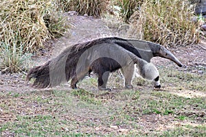 Anteater, Phoenix Zoo, Arizona Center for Nature Conservation, Phoenix, Arizona, United States