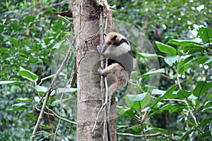 Anteater on tree