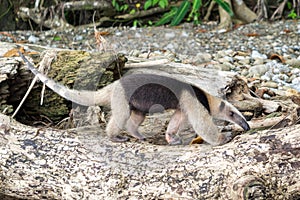 Anteater walking in the wild - Corcovado National Park, Costa Rica