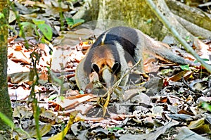 Anteater in the wild