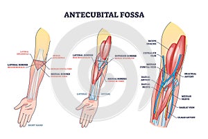 Antecubital fossa anatomy with human hand structure outline diagram photo