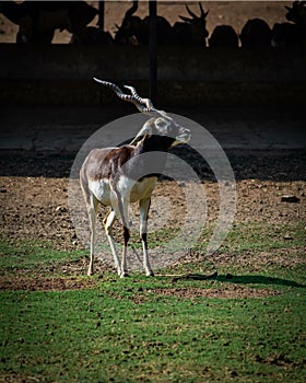 Antelop blackbuck African kob white body below beautiful horns round horns deer thin legs in a forest zoo ground