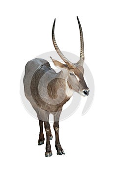Antelope