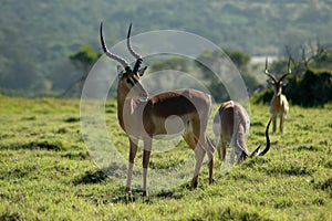 Antelope