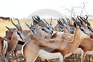 Antelope photo