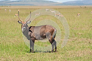 Antilopa 