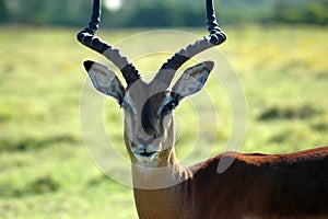 Antelope