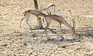 Antelope