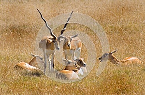 Antelope