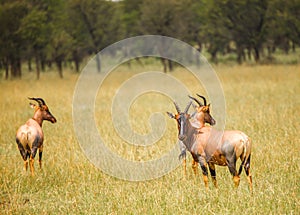 Antelope