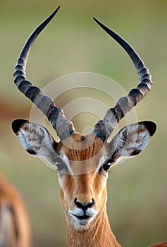 Antelope