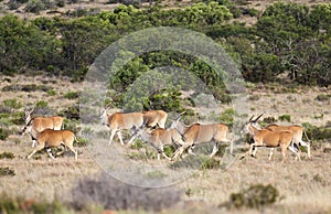 Antelope