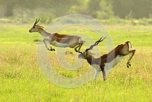 An antelope accident