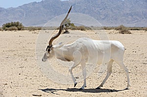 Antelope Addax