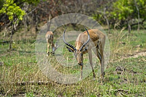 Antelope in Akagera National Park, Rwanda.