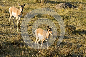 Antelope American antilocapra in Yellowstone