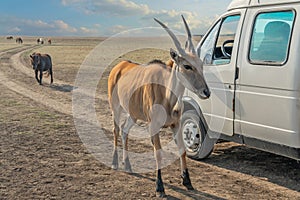Antelope animal near safari car in steppe