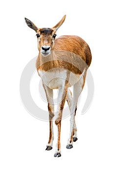 Antelope Antilope cervicapra isolated