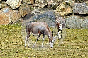 Antelope in Pilsen zoo, Czech Republic photo