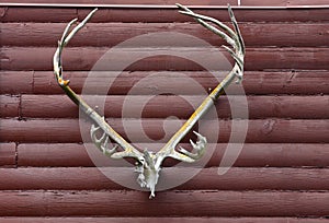 Antelope Antlers