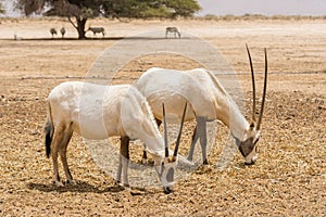 Antelope, the Arabian oryx or white oryx Oryx leucoryx in Yotvata Hai Bar Nature Reserve, Israel