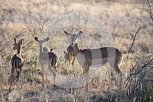 An antelope with baby animals is cautiously looking into camera