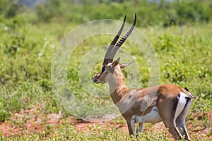 Antelope with big horns stands in the grass and chews in Tsavo East, Kenya. It is a wildlife photo from Africa.