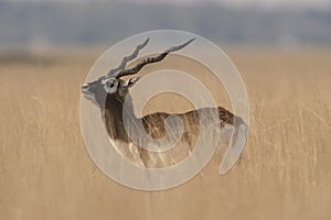 Antelope blackbuck photo