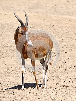 Antelope blesbok