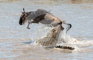 The antelope Blue wildebeest ( connochaetes taurinus ), has undergone to an attack of a crocodile.