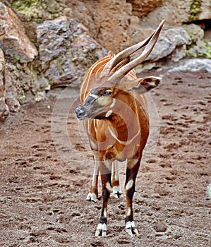 Antelope Bongo