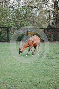 Antelope bongo on green grass in zoo photo