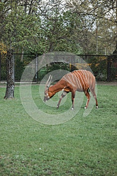 Antelope bongo on green grass in zoo photo