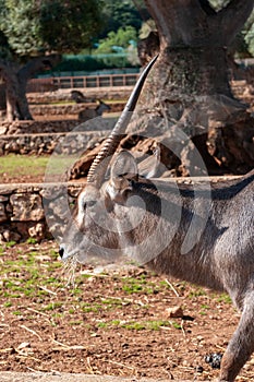 Antelope With A Broken Horn Eating Hay In The Zoo