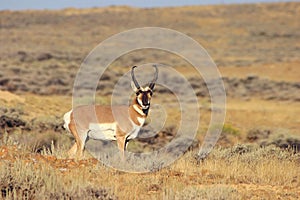 Antelope Buck