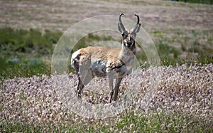 Antelope Buck