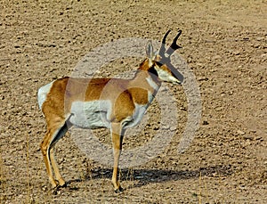 Antelope Buck