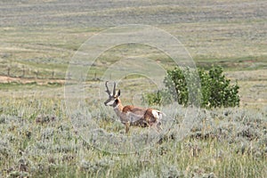 Antelope Buck Standing