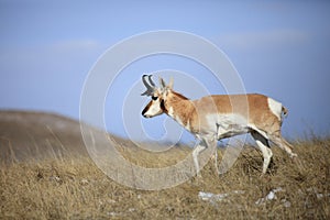 Antelope buck walking on top of ridge