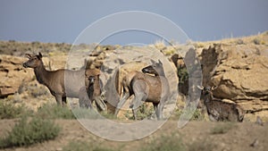 Antelope in Chaco National Moument, New Mexico