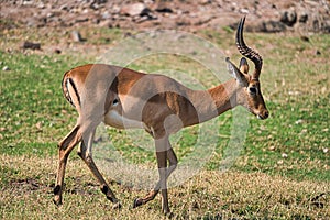 Antelope  in Chobe safari park, Zimbabwe, Africa