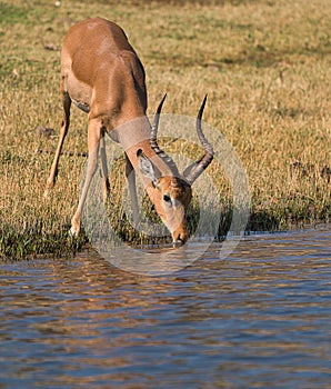 Antelope  in Chobe safari park, Zimbabwe, Africa