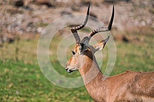Antelope  in Chobe safari park, Zimbabwe, Africa
