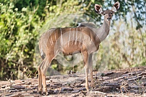 Antelope  in Chobe safari park, Zimbabwe, Africa